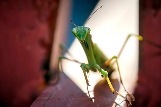 Europäische Gottesanbeterin ( Mantis religiosa ). Europäische Gottesanbeterin ( Mantis religiosa ). 20251003MIC0193 *** European praying mantis Mantis religiosa European praying mantis Mantis religiosa 20251003MIC0193
