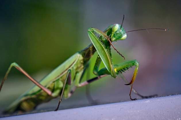 Europäische Gottesanbeterin ( Mantis religiosa ). Europäische Gottesanbeterin ( Mantis religiosa ). 20251003MIC0232 *** European praying mantis Mantis religiosa European praying mantis Mantis religiosa 20251003MIC0232