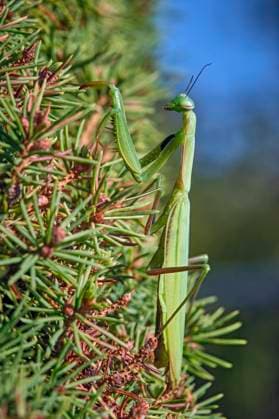 Europäische Gottesanbeterin ( Mantis religiosa ). Europäische Gottesanbeterin ( Mantis religiosa ). 20251003MIC0404 *** European praying mantis Mantis religiosa European praying mantis Mantis religiosa 20251003MIC0404