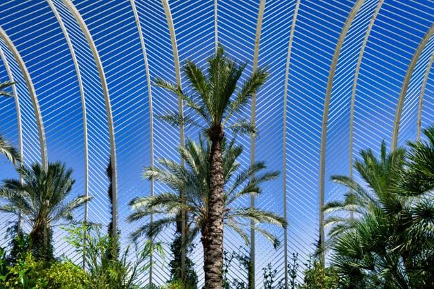 Tropische Palmen, gerahmt von den markanten weißen, skelettartigen Bögen des Umbracle in Valencia s City of Arts and Sciences (Ciutat de les Arts i les Ciencies) *** Tropical Palm trees, framed from the distinctive white, skeletal Arches of umbracle in Valencia S City of Arts and Sciences CIUTAT de Les Arts I Les Ciencies 1133501361