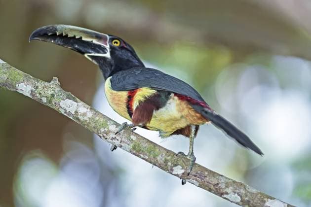 Collared Aracari (Pteroglossus torquatus), Costa Rica Collared Aracari (Pteroglossus torquatus), Costa Rica Copyright: imageBROKER MarcoxSimoni ibxsim15219516.jpg