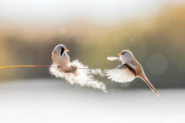Creative Highlights World DAQING, CHINA - OCTOBER 05: Bearded tits (bearded reedling) sit on a reed at Longfeng Wetland Nature Reserve on October 5, 2025 in Daqing, Heilongjiang Province of China.  Copyright: xVCGx 111595268213