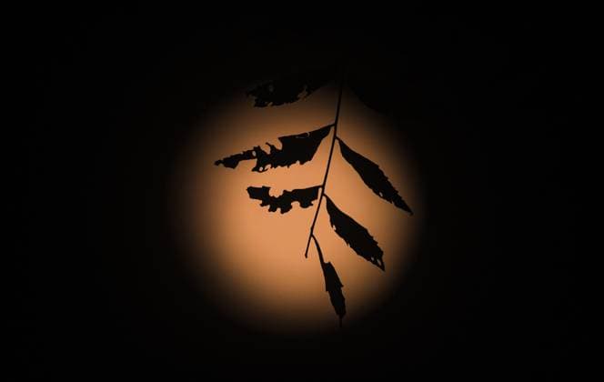 The First Supermoon Of The Year - October™s Full Harvest Moon The full moon in October, known as the Hunter s Moon -- also this year s Harvest Moon and the first supermoon of the year -- is seen through the branches and leaves of trees in a forest at Tehatta, West Bengal, India, on October 6, 2025. The Harvest Moon is the full moon closest to the autumnal equinox. Historically, its bright light helped farmers complete their harvests, according to the Old Farmer s Almanac. Tehatta India  Copyright: xSoumyabrataxRoyx originalFilename: roy-notitle251006_nprDR.jpg