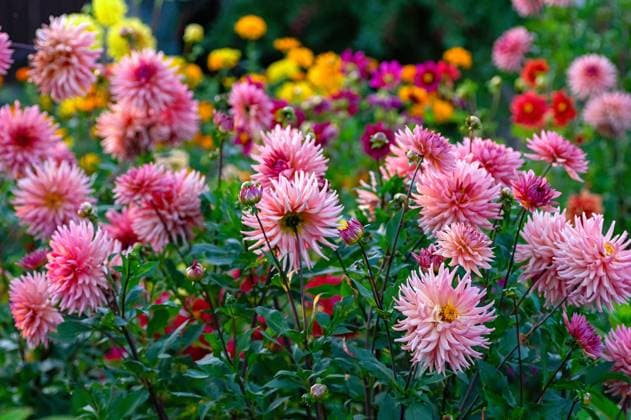Dahlia Blume blühen, rosa Garten Natur, bunte vibrierende Blütenblatt Dahlia Blume blühen, rosa Garten Natur, bunte vibrierende Blütenblatt (License=RF) Copyright: xZoonar.com ElenaxGrishinax 23994408