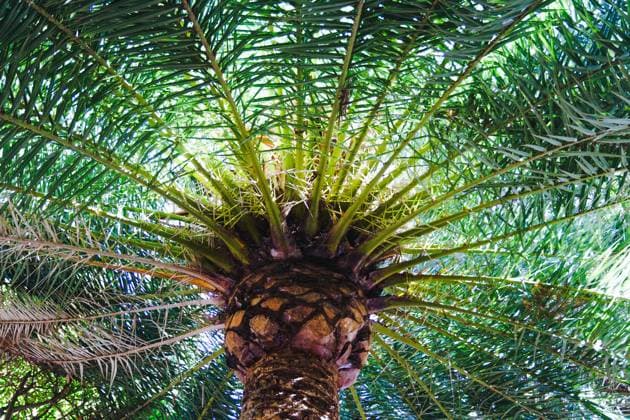 Niedriger Blickwinkel auf das Palmendach, das in den Himmel ragt Sunlight filters through the vibrant green leaves of a palm tree, creating a tropical and serene atmosphere (License=RF) Copyright: xZoonar.com joseantonax 23998646