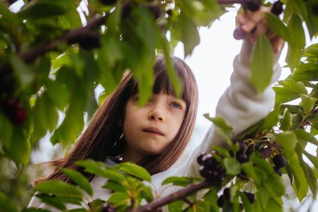 Frische Kirschen auf einem Baum in Australien Fresh red ripe cherries, being picked by a young child in Coldstream, Victoria, Australia (License=RF) ,model released, Symbolfoto Copyright: xZoonar.com ChrisxPutnamx 17885186 ,model released, Symbolfoto ,property released