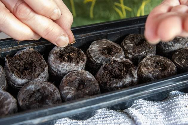 acing seeds into peat pods for spring planting Kelowna, British Columbia, Canada R_PESF251010E-1861515-01