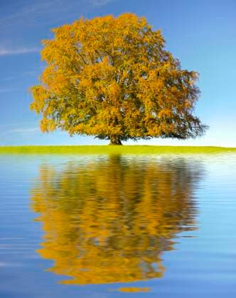 Eine Buche als Einzelbaum im Herbst Eine Buche als Einzelbaum steht im Herbst in voller Färbung vor blauem Himmel auf einer Wiese im Allgäu und spiegelt sich im Wasser - digital bearbeitet - FOTOMONTAGE *** A single beech tree in autumn A single beech tree stands in autumn in full color against a blue sky on a meadow in the Allgäu and is reflected in the water digitally processed FOTOMONTAGE