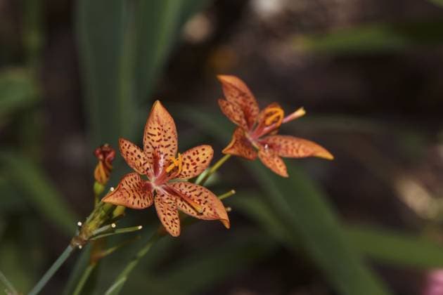 Leopardenlilie (Iris domestica, Syn. Belamcanda chinensis), Puerto de Mogan, Gran Canaria, Spanien Leopard lily (Iris domestica, syn. Belamcanda chinensis), Puerto de Mogan, Gran Canaria, Spain Copyright: imageBROKER ErichxTeisterxetfoto ibxiqx14834641.jpg
