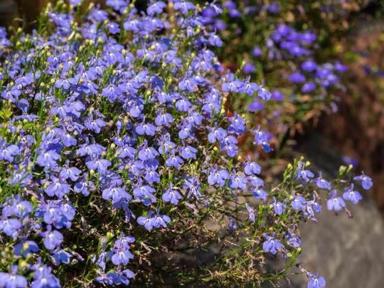 Blaue kleine Sommerblumen im Hintergrund Blaue kleine Sommerblumen im Hintergrund (License=RF) Copyright: xZoonar.com StanislavxSablinx 24049969