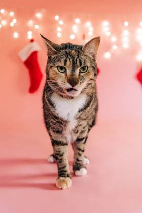 Tabby cat standing in festive christmas holiday background North Andover, Massachusetts, United States R_FKNH251013A-1849931-01