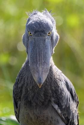 Ernstes Tierportrait, Schuhschnabel (Balaeniceps rex) in den Sümpfen von Mabamba, Viktoriasee, Uganda Serious animal portrait, shoebill (Balaeniceps rex) in the swamps of Mabamba, Lake Victoria, Uganda Copyright: imageBROKER MaraxBrandl ibxmab15337268.jpg