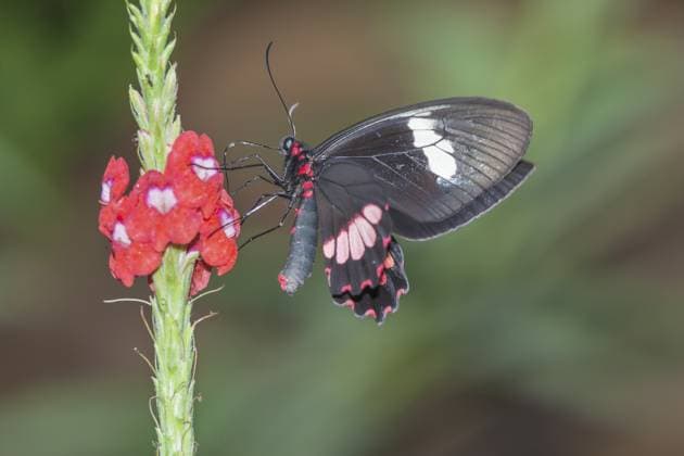 Doris Schmetterling (Heliconius doris) auf Blüte, Costa Rica, Mittelamerika Doris Butterfly (Heliconius doris) on flower, Costa Rica, Central America Copyright: imageBROKER MarcoxSimoni ibxsim15312799.jpg