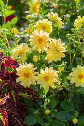 Gelbe Dahlienblüten in einem Sommergarten mit üppigem grünen Laub Gelbe Dahlienblüten in einem Sommergarten mit üppigem grünen Laub (License=RF) Copyright: xZoonar.com ElenaxGrishinax 23938294