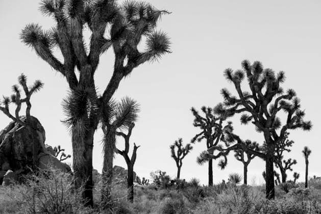 Kalendermotive: Joshua Tree National Park October 18, 2025, Joshua Tree, California, USA: Joshua Tree National Park during the United States federal government shutdown. Rangers are present in the park but are not charging visitors an entry fee. Two distinct desert ecosystems, the Mojave and the Colorado, come together in the Southern California Park.Climbers enjoy rock formations surrounded by a desert landscape filled with Joshua trees. Joshua Tree USA - ZUMAr19_ 20251018_zap_r19_055 Copyright: xRuaridhxStewartx
