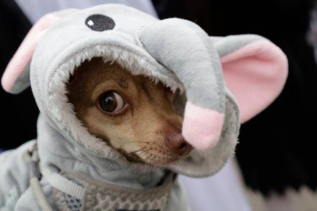 Zombie Walk 2025 In Mexico Pets participate in the Zombie March 2025 in Mexico City, Mexico, on October 18, 2025, one of the most anticipated events of the year for horror fans. It is a march with a cause where organizers invite people to bring non-perishable food items to donate to the Unidos Distribuimos y Transformamos (United Distributes and Transforms) food bank, IAP. Mexico City Mexico City Mexico  Copyright: xGerardoxVieyrax originalFilename: vieyra-notitle251019_np7nG.jpg