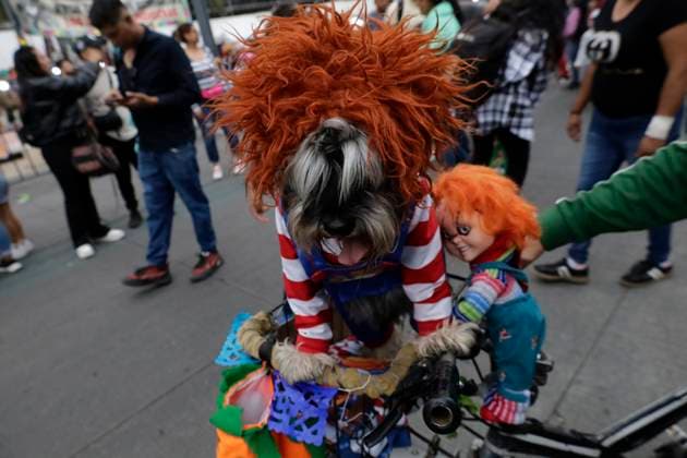 Zombie Walk 2025 In Mexico Pets participate in the Zombie March 2025 in Mexico City, Mexico, on October 18, 2025, one of the most anticipated events of the year for horror fans. It is a march with a cause where organizers invite people to bring non-perishable food items to donate to the Unidos Distribuimos y Transformamos (United Distributes and Transforms) food bank, IAP. Mexico City Mexico City Mexico  Copyright: xGerardoxVieyrax originalFilename: vieyra-notitle251019_npp6C.jpg