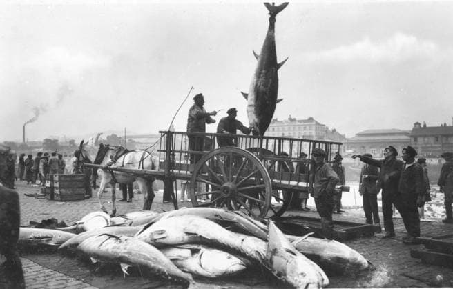 Blauflossen-Thunfisch (Thunnus thynnus) Fischer verladen Thunfische am Hafen, Sizilien, Italien, ca.1920er Jahre Bluefin tuna (Thunnus thynnus) fishermen load tuna at the harbor, Sicily, Italy, around 1920s Copyright: imageBROKER our-planet.berlin iblhek15404388.jpg