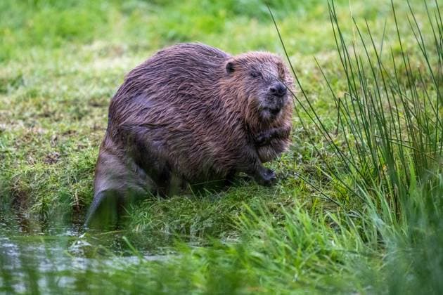 Biber Ein Biber steigt aus dem Wasser um auf der Wiese zu fressen und sich zu putzen Die streng geschütze Tierart, lebt im Oberallgäu an langsam fließenden und stehenden Gewässern mit Gehölzen nahe dem Ufer. Dadurch schafft er nicht nur sich, sondern auch vielen Pflanzen und Tieren einen geeigneten Lebensraum. Ofterschwang Bayern Germany Oberallgäu *** Beaver A beaver climbs out of the water to feed and preen itself in the meadow The strictly protected animal species lives in the Oberallgäu on slow-flowing and stagnant waters with trees and shrubs close to the banks This creates a suitable habitat not only for itself, but also for many plants and animals Ofterschwang Bavaria Germany Oberallgäu