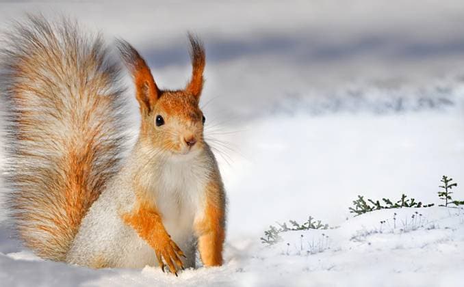 Squirrel in the snow winter landscape in nature A squirrel (Sciurus vulgaris) stands on the snow, spreading its fluffy tail, demonstrating the winter landscape in nature, 60824432.jpg RECORD DATE NOT STATED