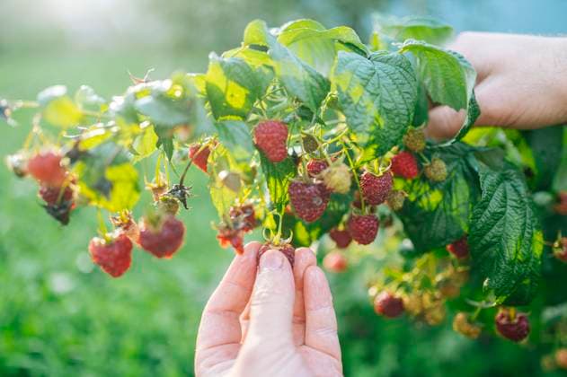 Hand picking ripe raspberries from bush in summer vegetable garden model released, Symbolfoto, ANAF05083