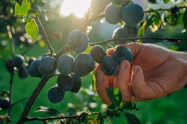 IMAGO Creative, Jahreszeit Sommer, Food, Pflaume Hand harvesting ripe plums from tree in sunlit summer orchard model released, Symbolfoto, ANAF05085