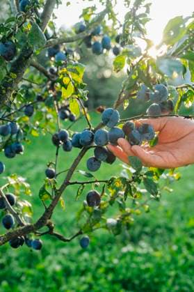 IMAGO Creative, Jahreszeit Sommer, Food, Pflaume Hand harvesting ripe plums in orchard garden during summer model released, Symbolfoto, ANAF05087