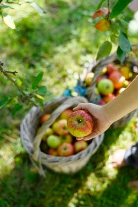Hand picking cox orange apple from basket during harvest in garden model released, Symbolfoto, Hamburg Hamburg Deutschland Altes Land GISF01253