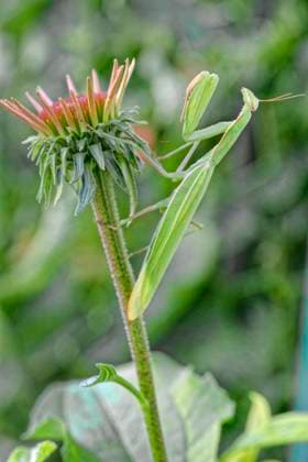 Europaeische Gottesanbeterin, Gottesanbeterin (Mantis religiosa), sitzt im Garten am Bluetenkoepfchen von Purpur-Sonnenhut, Deutschland, Hessen, Kelsterbach European preying mantis (Mantis religiosa), sitting in the garden on the flower head of purple coneflower, Germany, Hesse, Kelsterbach BLWS735612 *** european Praying mantis, Praying Mantis Mantis religiosa , sits at Garden on Bluetenkoepfchen from purple Sun hat, Germany, Hesse, Kelsterbach European preying Mantis Mantis religiosa , Sitting in The Garden ON The Flower Head of Purple coneflower, Germany, Hesse, Kelsterbach BLWS735612 Copyright: xblickwinkel L.xF.xPostlx