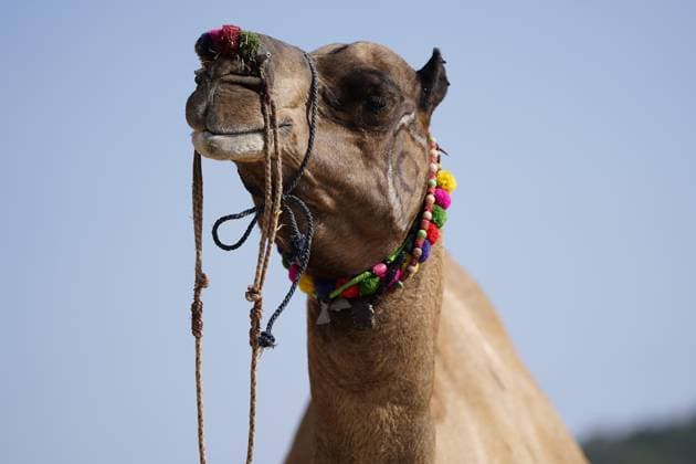 News Themen der Woche KW 43 News Bilder des Tages World s Largest Camel Fair - India Camel s at the fair grounds in Pushkar, Rajasthan, India on October 25, 2025. Thousands of livestock traders from the region come to the traditional camel fair where livestock, mainly camels, are traded. This annual camel and livestock fair is one of the world s largest camel fairs. Photo by ABACAPRESS.COM Pushkar Rajasthan India  Copyright: xHimanshuxSharma ABACAx