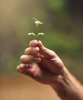 Person, hand and plant with stem in nature for growth, agriculture or sustainability in forest or wilderness. Closeup of small flower, sprout or sapling in natural environment for life conservation Person, hand and plant with stem in nature for growth, agriculture or sustainability in forest or wilderness. Closeup of small flower, sprout or sapling in natural environment for life conservation., model released, , 59658380.jpg RECORD DATE NOT STATED