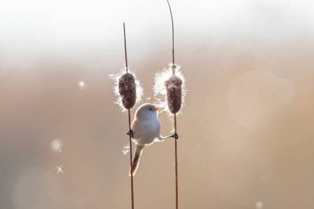 DAQING, CHINA - OCTOBER 25: A bearded tit (bearded reedling) plays on a reed at Longfeng Wetland Park on October 25, 2025 in Daqing, Heilongjiang Province of China.  Copyright: xVCGx 111599794040