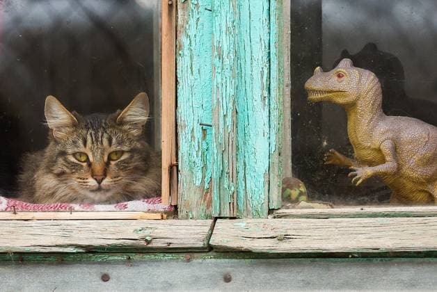 RUSSIA, KAZAN - OCTOBER 27, 2025: A cat rests on a window sill. Yegor Aleyev TASS  85211179