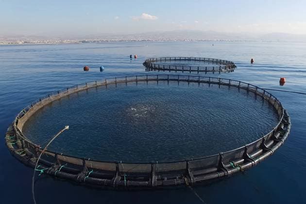 Fischfarm im Meer, eingezäunt mit rundem Netz. Fischfarm im Meer, eingezäunt mit rundem Netz. (License=RF) Copyright: xZoonar.com LiudmilaxYagovitinax 24114121