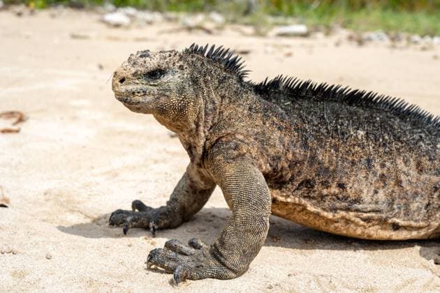 Meeresleguan an der Sandküste der Insel Isabela, Galapagos-Archipel, Ecuador A marine iguana basks on the beach of Isabela Island in the Galapagos Archipelago, Ecuador, surrounded by calm ocean waters (License=RF) Copyright: xZoonar.com LaurentxDavoustx 24169877