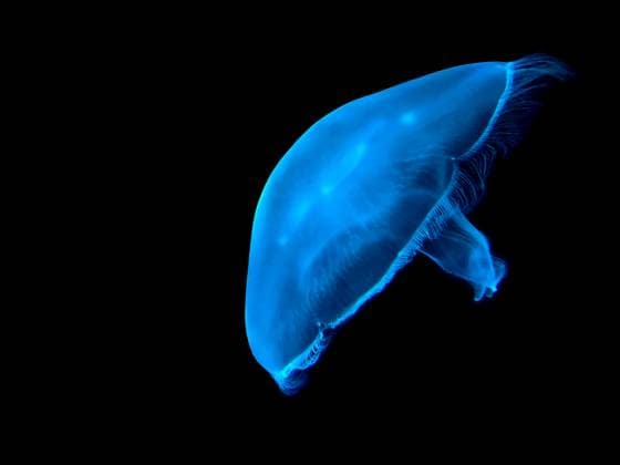 Leuchtende Qualle schwimmt in schwarzem Meerwasser Luminescent glowing jellyfish swims in black ocean water isolated background wild natural background (License=RF) Copyright: xZoonar.com SofiiaxPotaninax 24174738