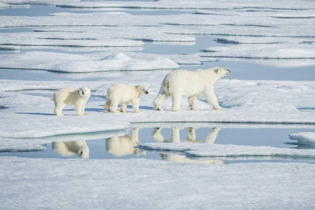 Eisbär, nordarktisches Raubtier. Eisbär im natürlichen Lebensraum Polar bear, northern arctic predator. Polar bear in natural habitat Copyright: imageBROKER AndreyxNyrkov ibxiqx15341701.jpg