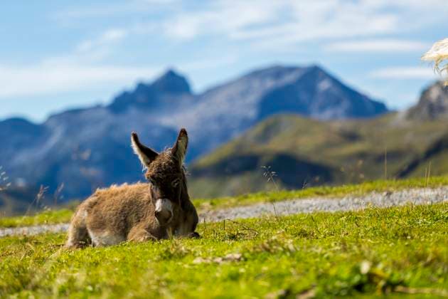 Esel Ein Esel liegt entspannt auf einer Wiese vor einer Bergkulisse (License=RF) Copyright: xZoonar.com ThomasxHeitzx 24181740