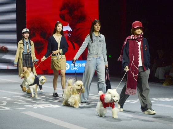 SHANGHAI, CHINA - OCTOBER 31: Pet owners and their pets walk the runway during the 5th Petjoy Fashion Week at Shanghai Fashion Center on October 31, 2025 in Shanghai, China. The 2025 Petjoy Fashion Week opened on October 31 in Shanghai, bringing together global brands, innovative designs, and lifestyle trends that highlight the fast-growing pet industry.  Copyright: xVCGx 111600987213