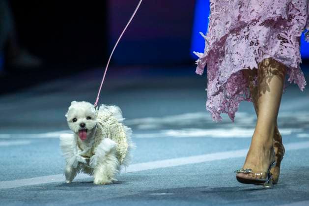 Entertainment Bilder des Tages 5th PETJOY FASHIION WEEK in Shanghai The owner walked the runway with their pet at the 5th PETJOY FASHIION WEEK in Shanghai, China on November 1, 2025. Shanghai Shanghai China  Copyright: xCFOTOx i1762038399841
