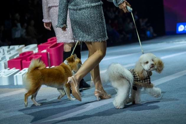 5th PETJOY FASHIION WEEK in Shanghai The owner walked the runway with their pet at the 5th PETJOY FASHIION WEEK in Shanghai, China on November 1, 2025. Shanghai Shanghai China  Copyright: xCFOTOx i1762038399987