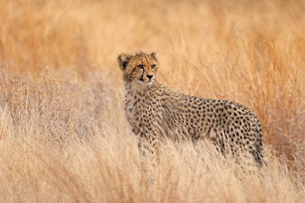 Wachsamer Gepard in seinem natürlichen Lebensraum - Krüger-Nationalpark An alert cheetah (Acinonyx jubatus) standing in natural habitat, Kruger National Park, South Africa (License=RF) Copyright: xZoonar.com NicoxSmitx 24198689