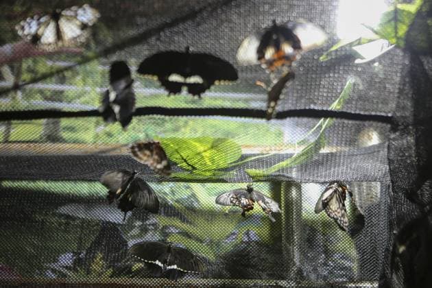 Indonesia International Pet Expo 2025 TANGERANG, INDONESIA - NOVEMBER 2 : Butterflies are displayed during the Indonesia International Pet Expo (IIPE) 2025 in Tangerang, Banten Province, Indonesia, on November 2, 2025. Featuring more than 300 exhibitors from Indonesia and abroad, the Indonesia International Pet Expo (IIPE) is one of the country’s leading platforms for pet products and services, attracting pet owners, animal communities, and industry professionals. Agoes Rudianto Anadolu Tangerang Indonesia. Editorial use only. Please get in touch for any other usage.  Copyright: x2025xAnadoluxAgoesxRudiantox