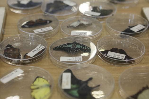 Indonesia International Pet Expo 2025 TANGERANG, INDONESIA - NOVEMBER 2 : Various species of butterflies on display during the Indonesia International Pet Expo (IIPE) 2025 in Tangerang, Banten Province, Indonesia, on November 2, 2025. Featuring more than 300 exhibitors from Indonesia and abroad, the Indonesia International Pet Expo (IIPE) is one of the country’s leading platforms for pet products and services, attracting pet owners, animal communities, and industry professionals. Agoes Rudianto Anadolu Tangerang Indonesia. Editorial use only. Please get in touch for any other usage.  Copyright: x2025xAnadoluxAgoesxRudiantox