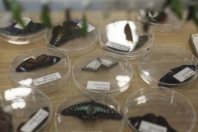 Indonesia International Pet Expo 2025 TANGERANG, INDONESIA - NOVEMBER 2 : Various species of butterflies on display during the Indonesia International Pet Expo (IIPE) 2025 in Tangerang, Banten Province, Indonesia, on November 2, 2025. Featuring more than 300 exhibitors from Indonesia and abroad, the Indonesia International Pet Expo (IIPE) is one of the country’s leading platforms for pet products and services, attracting pet owners, animal communities, and industry professionals. Agoes Rudianto Anadolu Tangerang Indonesia. Editorial use only. Please get in touch for any other usage.  Copyright: x2025xAnadoluxAgoesxRudiantox