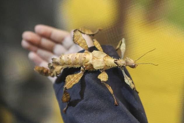 Indonesia International Pet Expo 2025 TANGERANG, INDONESIA - NOVEMBER 2 : A Leaf Insect is displayed during the Indonesia International Pet Expo (IIPE) 2025 in Tangerang, Banten Province, Indonesia, on November 2, 2025. Featuring more than 300 exhibitors from Indonesia and abroad, the Indonesia International Pet Expo (IIPE) is one of the country’s leading platforms for pet products and services, attracting pet owners, animal communities, and industry professionals. Agoes Rudianto Anadolu Tangerang Indonesia. Editorial use only. Please get in touch for any other usage.  Copyright: x2025xAnadoluxAgoesxRudiantox