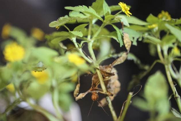 Indonesia International Pet Expo 2025 TANGERANG, INDONESIA - NOVEMBER 2 : A Leaf Insect is displayed during the Indonesia International Pet Expo (IIPE) 2025 in Tangerang, Banten Province, Indonesia, on November 2, 2025. Featuring more than 300 exhibitors from Indonesia and abroad, the Indonesia International Pet Expo (IIPE) is one of the country’s leading platforms for pet products and services, attracting pet owners, animal communities, and industry professionals. Agoes Rudianto Anadolu Tangerang Indonesia. Editorial use only. Please get in touch for any other usage.  Copyright: x2025xAnadoluxAgoesxRudiantox