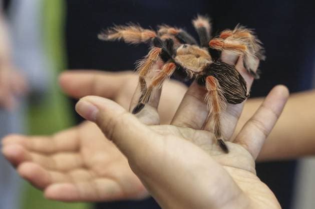 Indonesia International Pet Expo 2025 TANGERANG, INDONESIA - NOVEMBER 2 : A Redknee Tarantula is displayed during the Indonesia International Pet Expo (IIPE) 2025 in Tangerang, Banten Province, Indonesia, on November 2, 2025. Featuring more than 300 exhibitors from Indonesia and abroad, the Indonesia International Pet Expo (IIPE) is one of the country’s leading platforms for pet products and services, attracting pet owners, animal communities, and industry professionals. Agoes Rudianto Anadolu Tangerang Indonesia. Editorial use only. Please get in touch for any other usage.  Copyright: x2025xAnadoluxAgoesxRudiantox