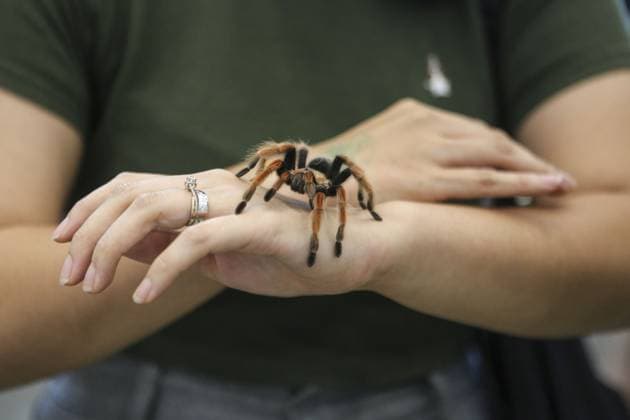 Indonesia International Pet Expo 2025 TANGERANG, INDONESIA - NOVEMBER 2 : A Redknee Tarantula is displayed during the Indonesia International Pet Expo (IIPE) 2025 in Tangerang, Banten Province, Indonesia, on November 2, 2025. Featuring more than 300 exhibitors from Indonesia and abroad, the Indonesia International Pet Expo (IIPE) is one of the country’s leading platforms for pet products and services, attracting pet owners, animal communities, and industry professionals. Agoes Rudianto Anadolu Tangerang Indonesia. Editorial use only. Please get in touch for any other usage.  Copyright: x2025xAnadoluxAgoesxRudiantox