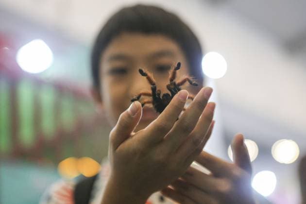Indonesia International Pet Expo 2025 TANGERANG, INDONESIA - NOVEMBER 2 : A Redknee Tarantula is displayed during the Indonesia International Pet Expo (IIPE) 2025 in Tangerang, Banten Province, Indonesia, on November 2, 2025. Featuring more than 300 exhibitors from Indonesia and abroad, the Indonesia International Pet Expo (IIPE) is one of the country’s leading platforms for pet products and services, attracting pet owners, animal communities, and industry professionals. Agoes Rudianto Anadolu Tangerang Indonesia. Editorial use only. Please get in touch for any other usage.  Copyright: x2025xAnadoluxAgoesxRudiantox